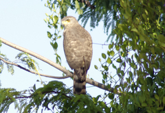 Rupornis magnirostris