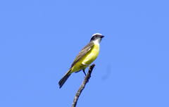 Myiozetetes similis