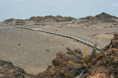 Brachycereus nesioticus