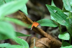 Pseudatteria volcanica