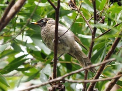 Bolemoreus frenatus