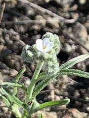 Cryptantha flaccida