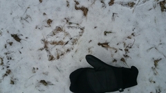 Pelecanus erythrorhynchos