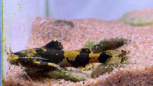Stream Catfishes (Family Akysidae) · iNaturalist
