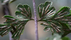 Asplenium praemorsum