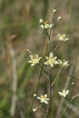 Anticlea elegans