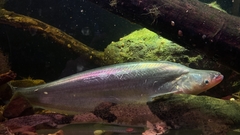 Phalacronotus bleekeri