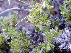 Tetraglochin caespitosa
