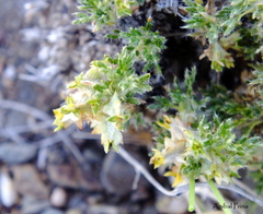 Tetraglochin caespitosa