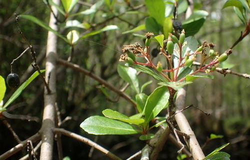 Viburnum obovatum
