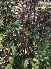 Clerodendrum schmidtii