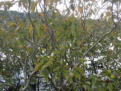 Myrciaria dubia