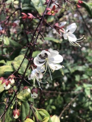 Clerodendrum schmidtii