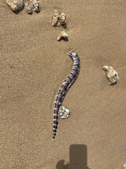 Gymnothorax rueppelliae