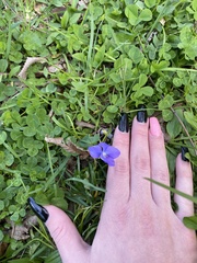 Viola × melissifolia