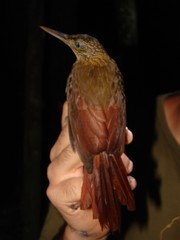 Xiphorhynchus ocellatus