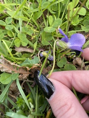 Viola × melissifolia