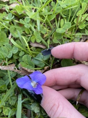 Viola × melissifolia
