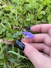 Viola × melissifolia
