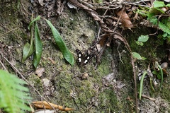 Oxeoschistus tauropolis tauropolis