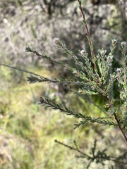 Kunzea capitata