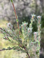 Kunzea capitata