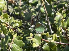 Callophrys dumetorum perplexa