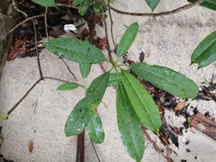 Alstonia scholaris