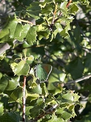 Callophrys dumetorum perplexa