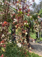 Clerodendrum schmidtii
