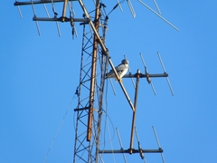 Falco peregrinus