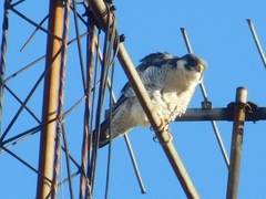 Falco peregrinus