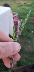 Bromus catharticus catharticus