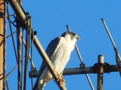 Falco peregrinus