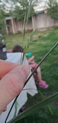 Bromus catharticus catharticus