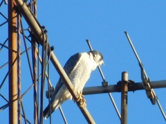 Falco peregrinus