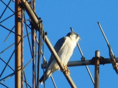 Falco peregrinus