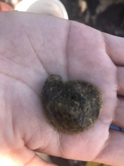 Dolabrifera dolabrifera