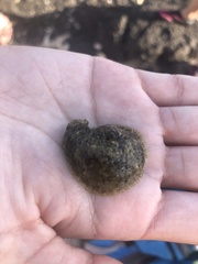 Dolabrifera dolabrifera