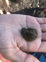 Dolabrifera dolabrifera