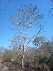 Roseodendron donnell-smithii