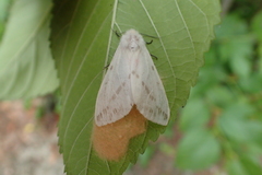 Lemyra rhodophilodes