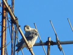 Falco peregrinus
