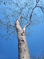 Roseodendron donnell-smithii