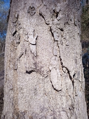 Roseodendron donnell-smithii