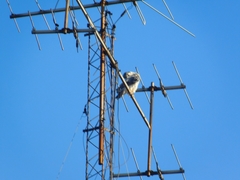 Falco peregrinus