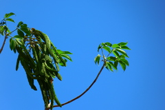 Roseodendron donnell-smithii