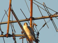 Falco peregrinus