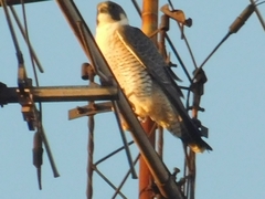 Falco peregrinus