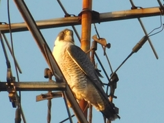 Falco peregrinus